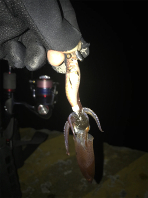 潮が動かないとヒイカも釣れないσ(^_^;…