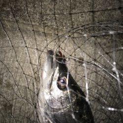 まだまだいける!