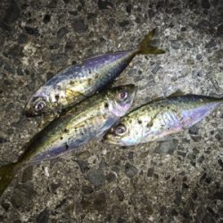 アジ、メバル、ガシラ