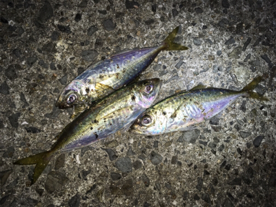 アジ、メバル、ガシラ