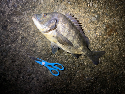 サビキでミラクル