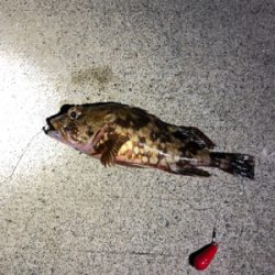 カサゴメバルパラダイス