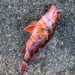 アジ！ガシラ！