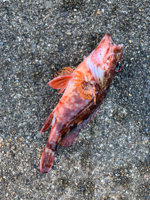 アジ！ガシラ！