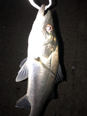 コノシロパターン！？