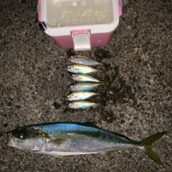 松部港 堤防釣り