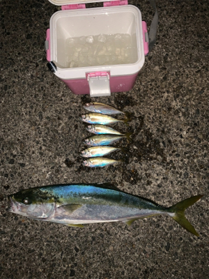 松部港 堤防釣り