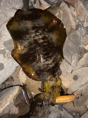 夕まづめエギング