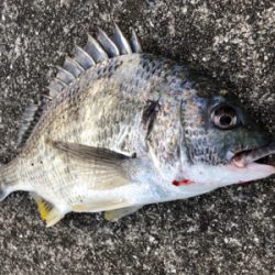 トップウォーター