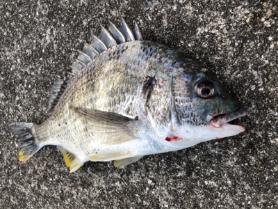 トップウォーター