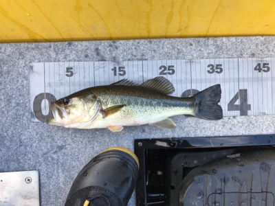 午前中ボート釣行!