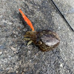 エギング!コウイカ狙いin鳴門 亀浦観光港