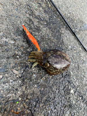 エギング！コウイカ狙いin鳴門　亀浦観光港…
