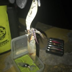 厳しいヒイカ釣り(＞＜)