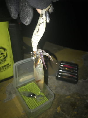 厳しいヒイカ釣り(＞＜)