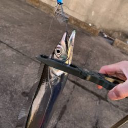 朝の時合い狙い