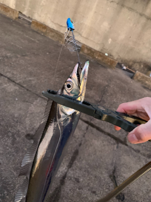 朝の時合い狙い