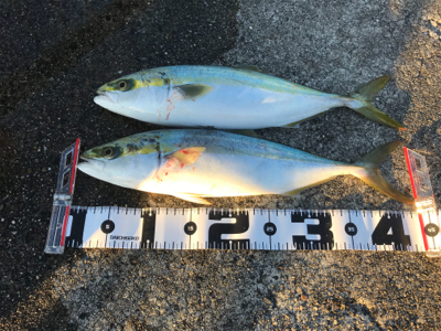 時期外れの青物祭り