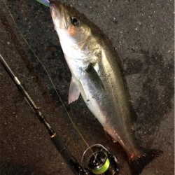 シーバス好活性！