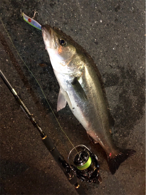 シーバス好活性！