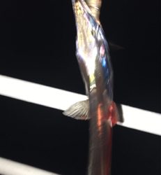 ボチボチです。