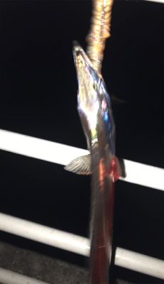 ボチボチです。