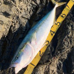 坊津の沖磯にて！