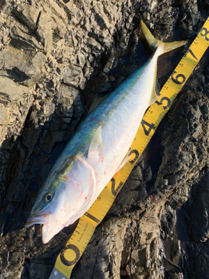 坊津の沖磯にて！