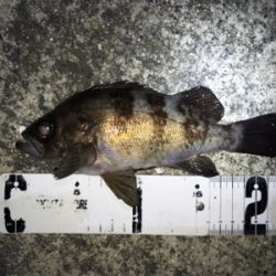 ナイトゲーム・メバリング