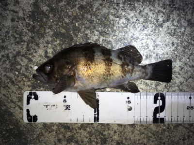 ナイトゲーム・メバリング