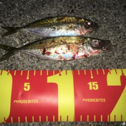 まだアジは釣れた