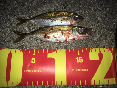 まだアジは釣れた