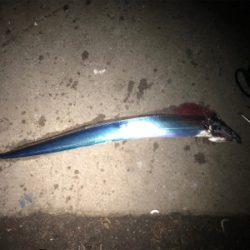 たまには大阪エリアで…。