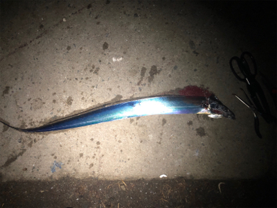 たまには大阪エリアで…。