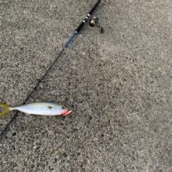 めちゃくちゃ楽しかった!ショアジギング