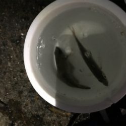 アジング&サビキ