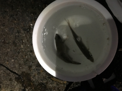 アジング&サビキ