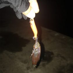 ヒイカ釣り時々アジング(^^)