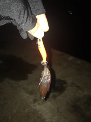 ヒイカ釣り時々アジング(^^)