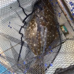 ヒラメ　　鳴門　正和丸