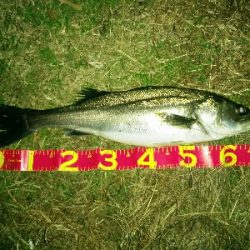 秋の太シーバス