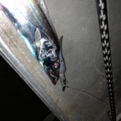 北風とタチウオ