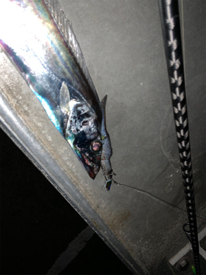 北風とタチウオ