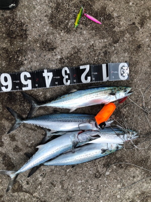 大量のベイトが防波堤に接岸！