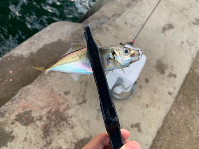 極寒豆アジング