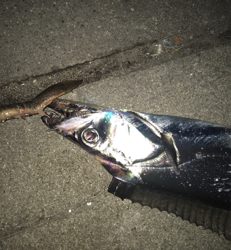 マヅメでツヌケ