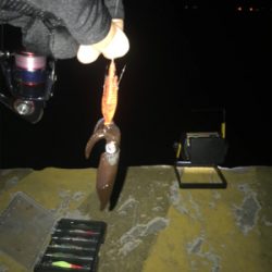 久しぶりのヒイカ入れ食い＋アジも＼(^o^)／