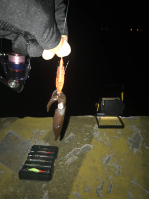 久しぶりのヒイカ入れ食い＋アジも＼(^o^…