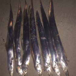 遅い時間も活性高い