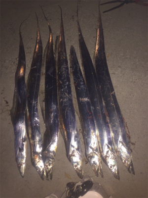 遅い時間も活性高い